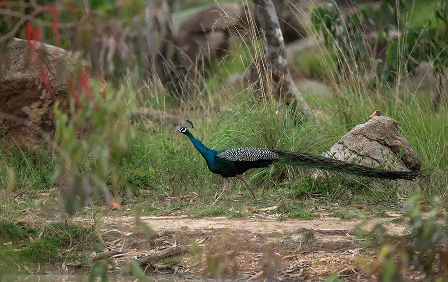 Adichunchanagiri Peacock Wildlife Sanctuary, Mandya, Karnataka - Vushii.com Adichunchanagiri Peacock Wildlife Sanctuary, Mandya, Karnataka - Vushii.com